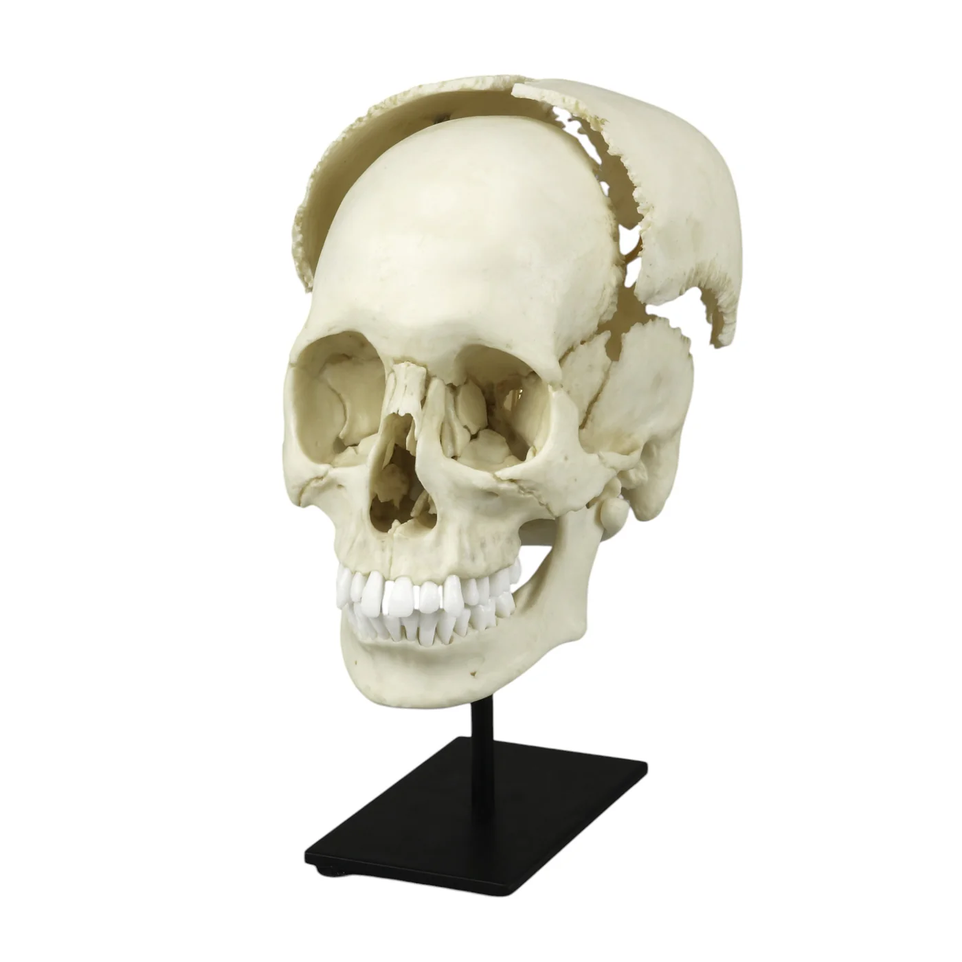 Replica Human Skull Medical Study - Articulated