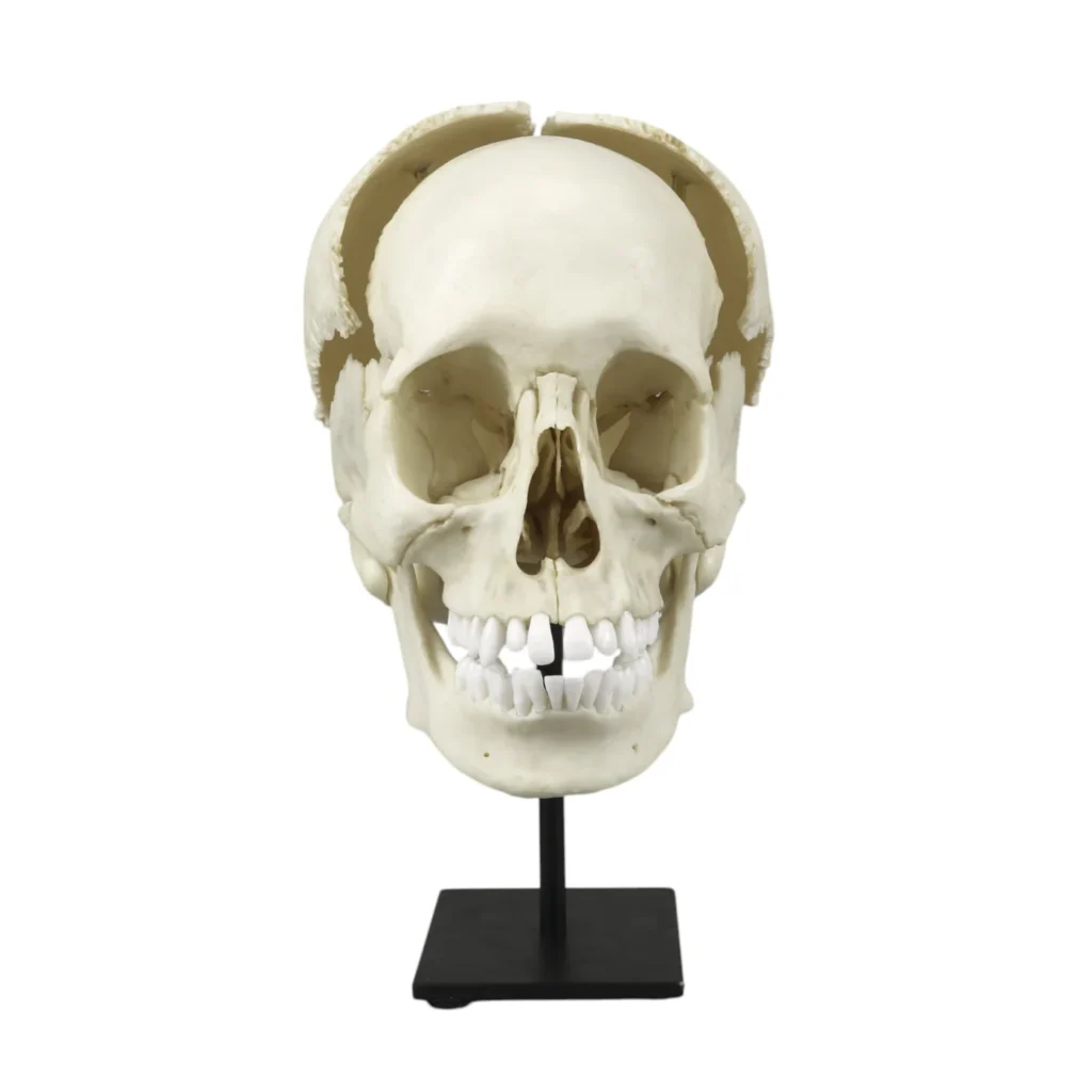 Replica Human Skull Medical Study - Articulated