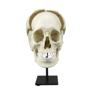 Replica Human Skull Medical Study - Articulated