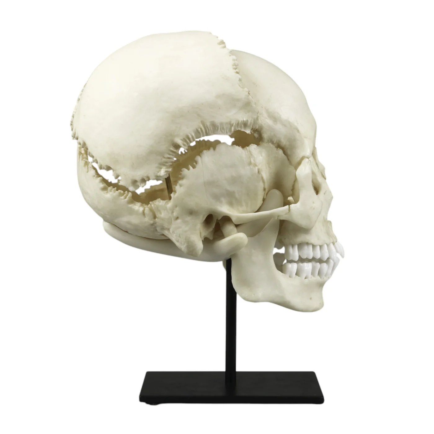 Replica Human Skull Medical Study - Articulated