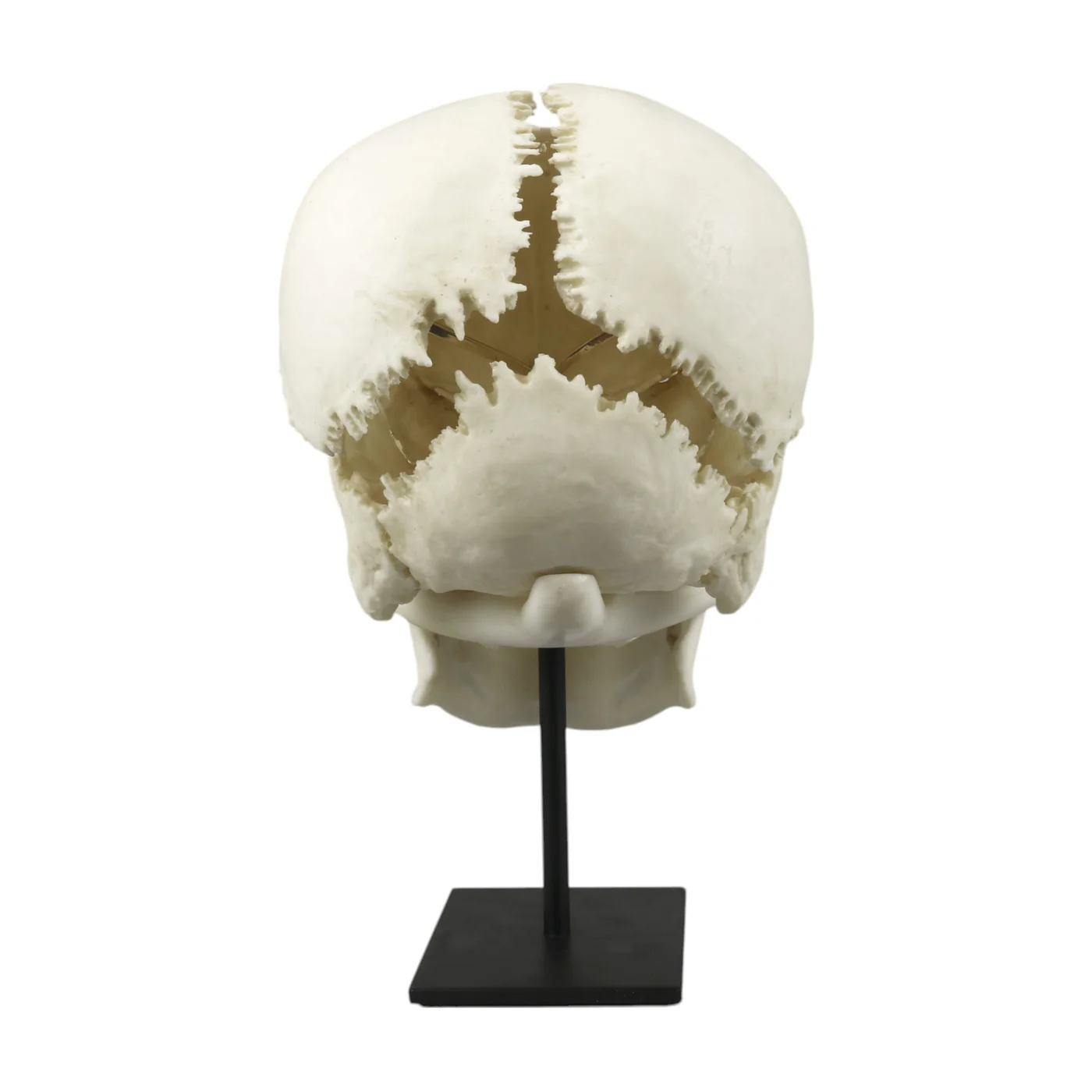 Replica Human Skull Medical Study - Articulated