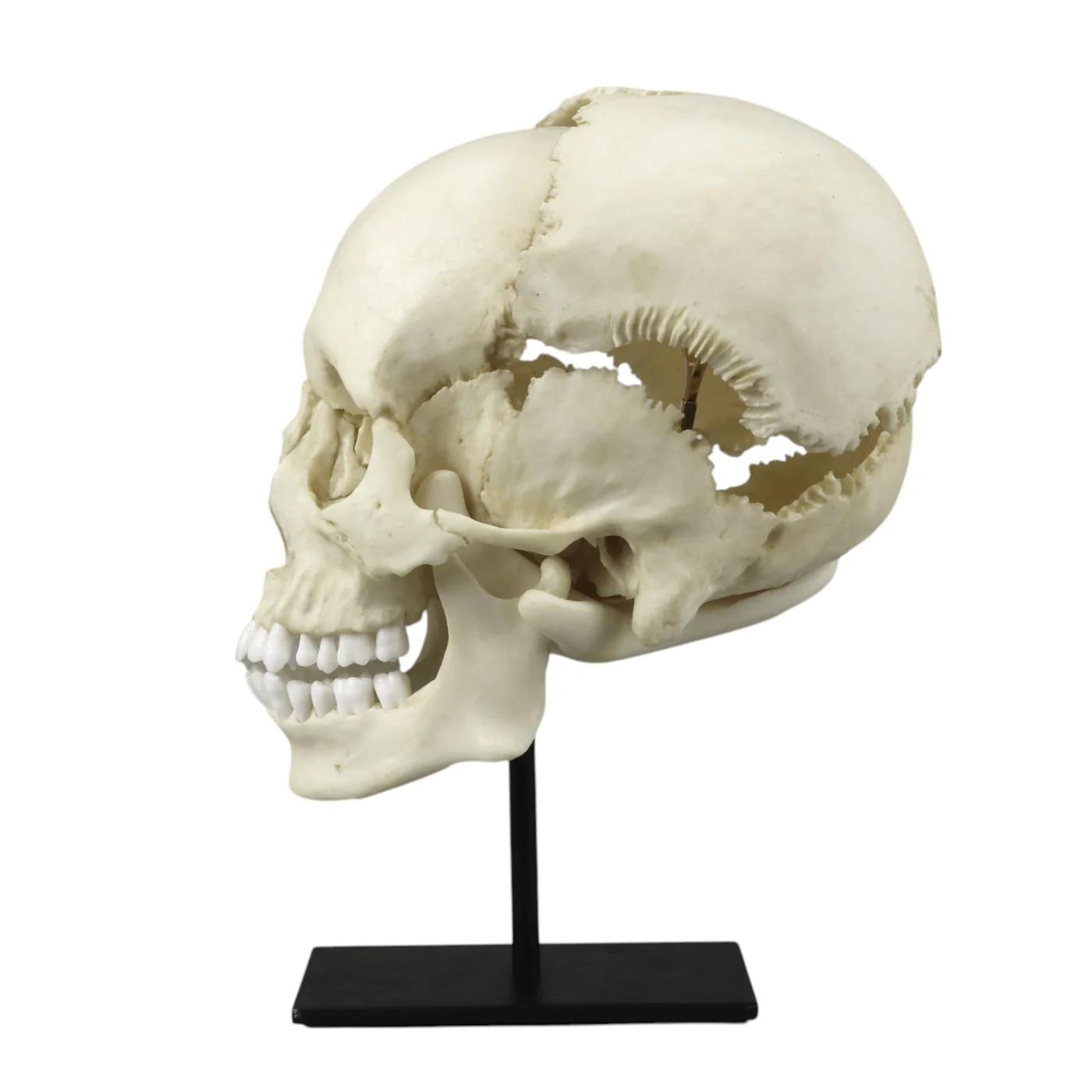 Replica Human Skull Medical Study - Articulated