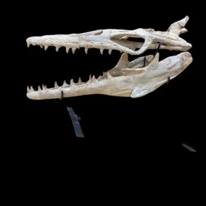 buy a dinosaur skull