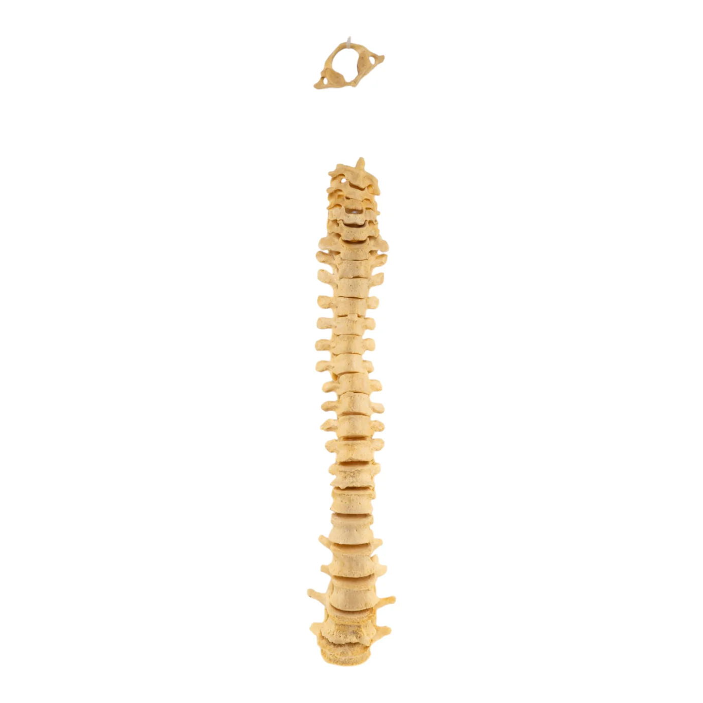 real human spine for sale