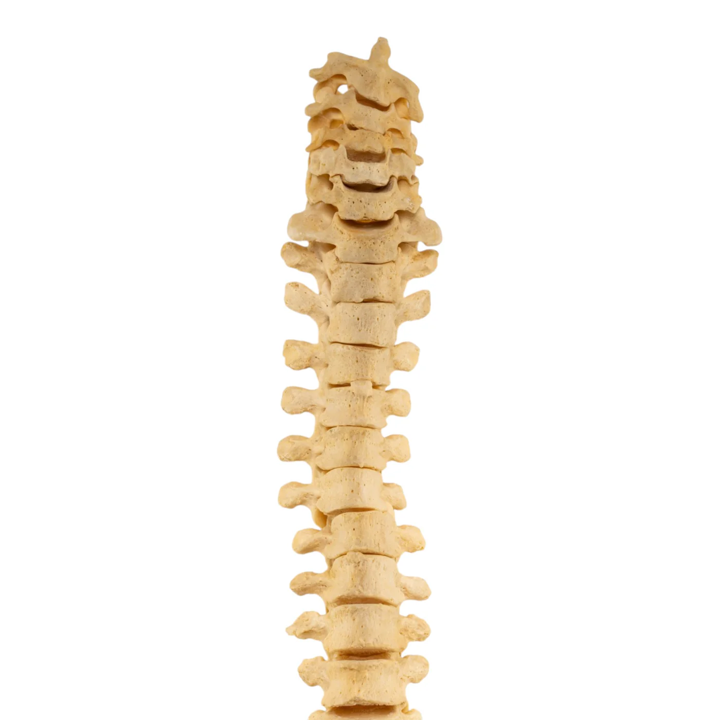 human spine for sale