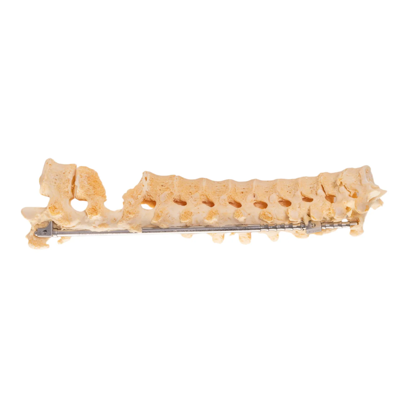 Human skeleton for sale