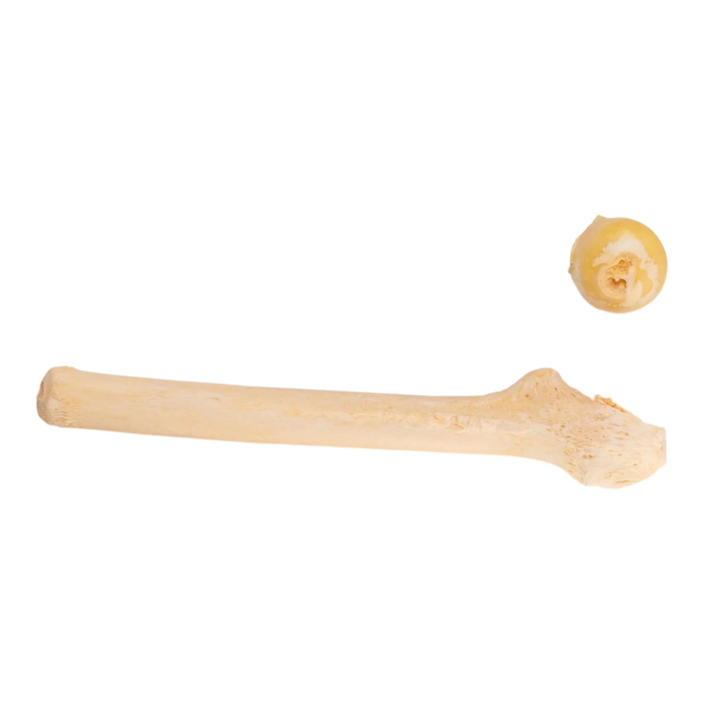 Human skeleton for sale