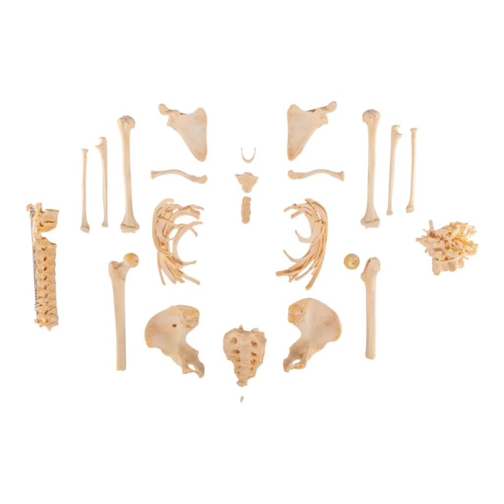 Human skeleton for sale