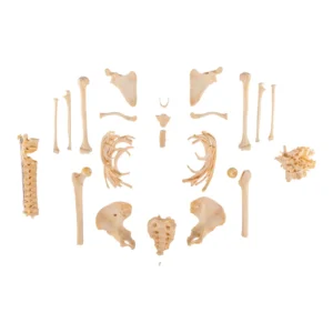 Human skeleton for sale