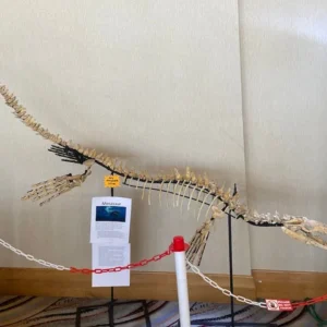 real dinosaur skeleton for sale
