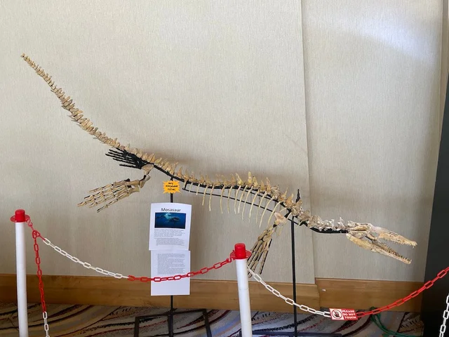 real dinosaur skeleton for sale