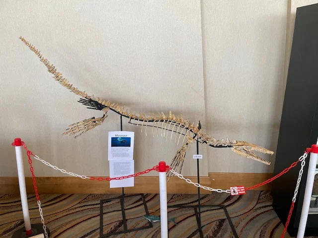real dinosaur skeleton for sale