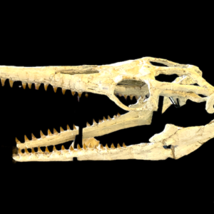 mosasaur skull for sale
