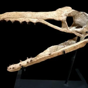 real dinosaur skull for sale