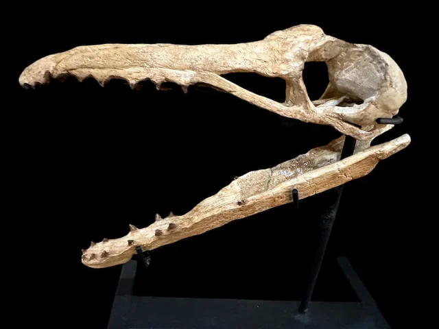 real dinosaur skull for sale