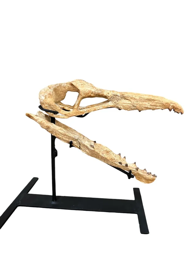 real dinosaur skull for sale
