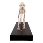 cat skeleton for sale