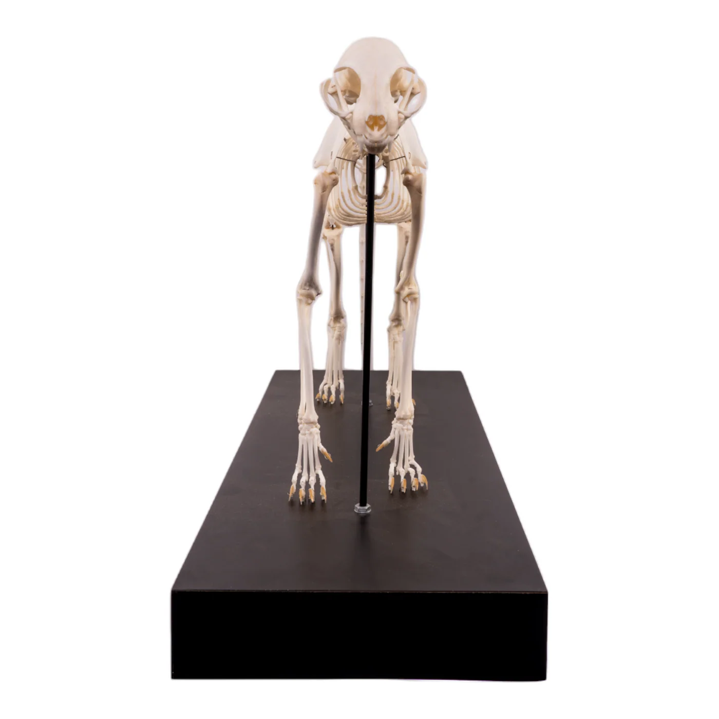 cat skeleton for sale