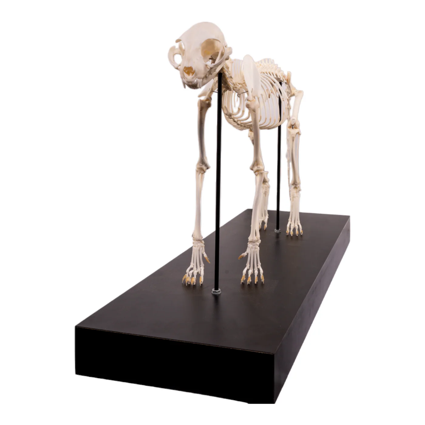 cat skeleton for sale