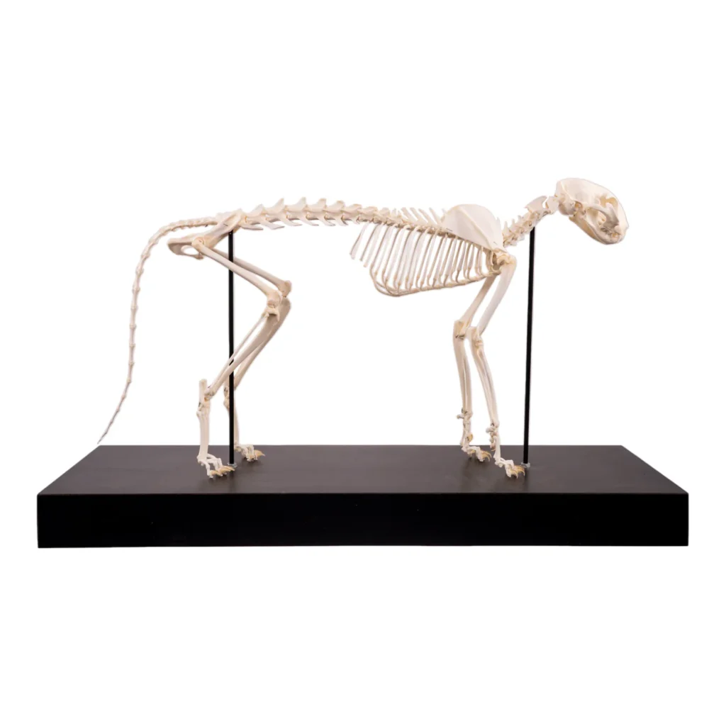 cat skeleton for sale