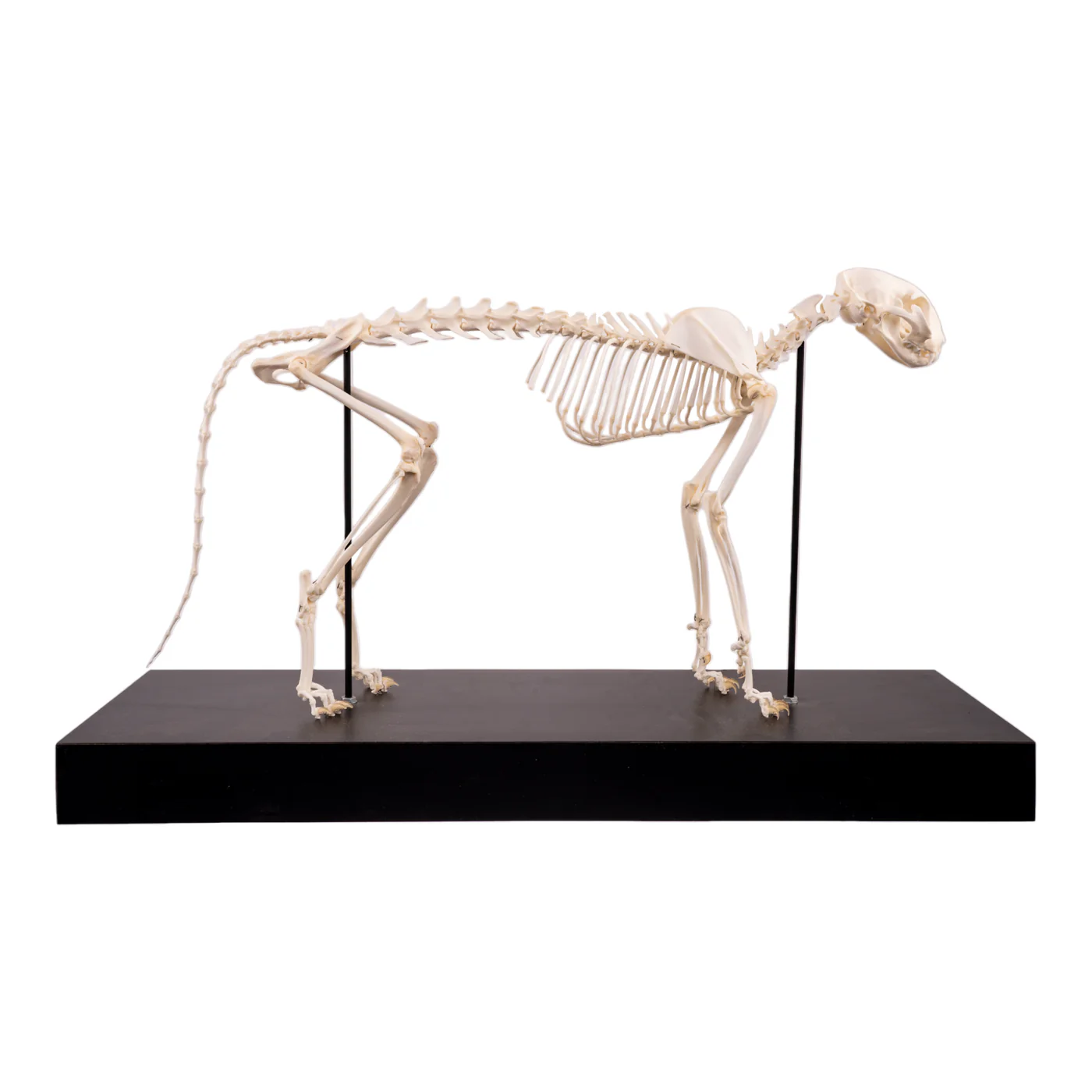 cat skeleton for sale