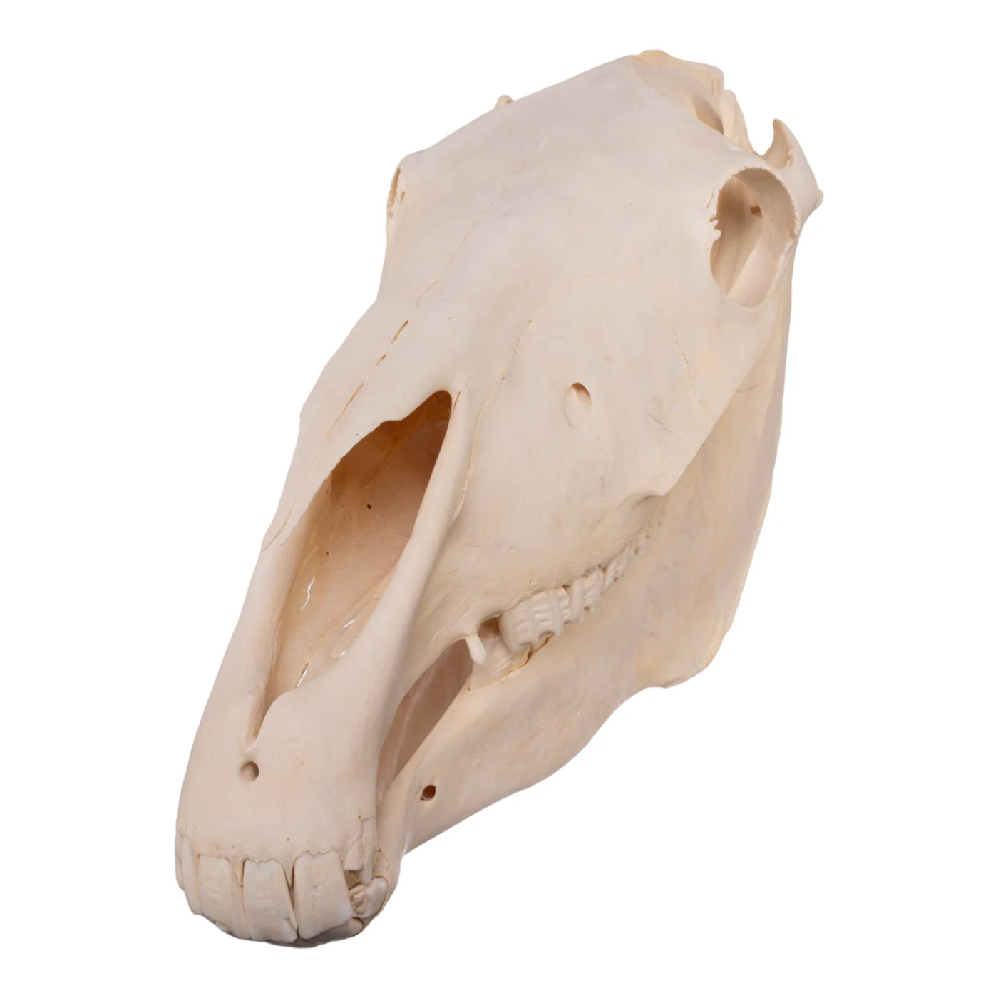 Buy Real Horse Skull