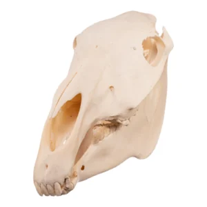 Real Horse Skull for sale