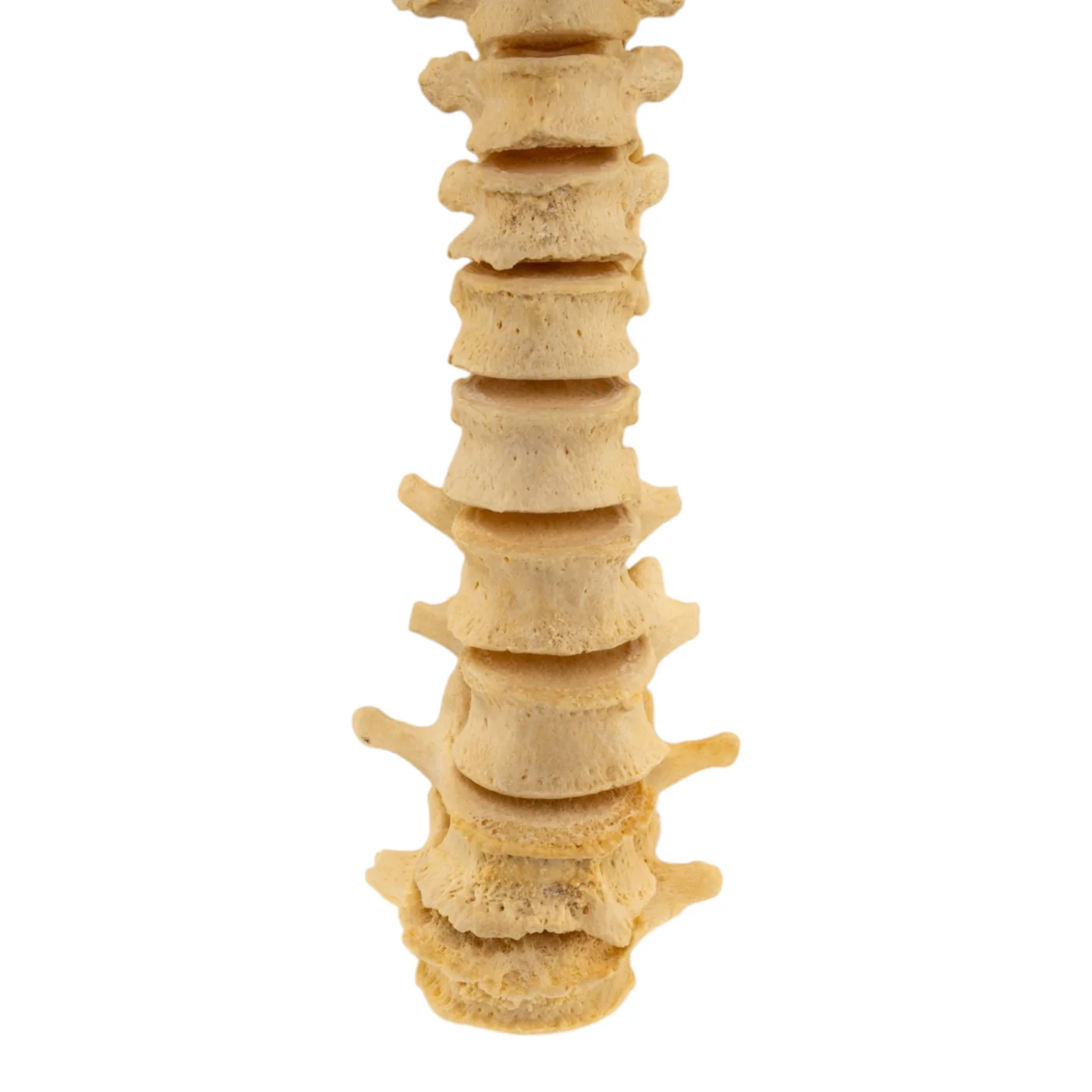 real human spine for sale