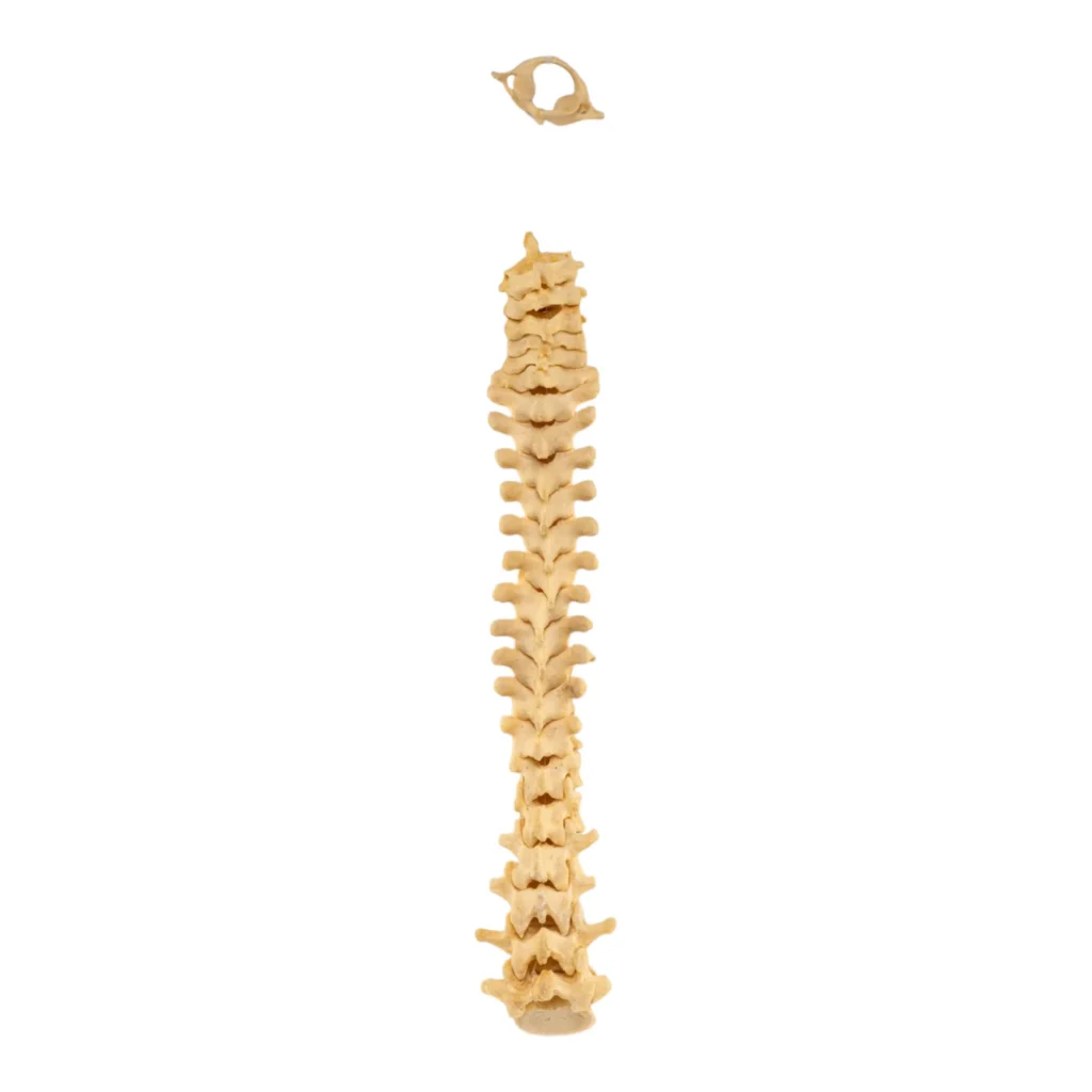 real human spine for sale