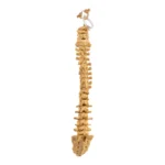 Real Human Spine for sale