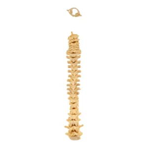 real human spine for sale