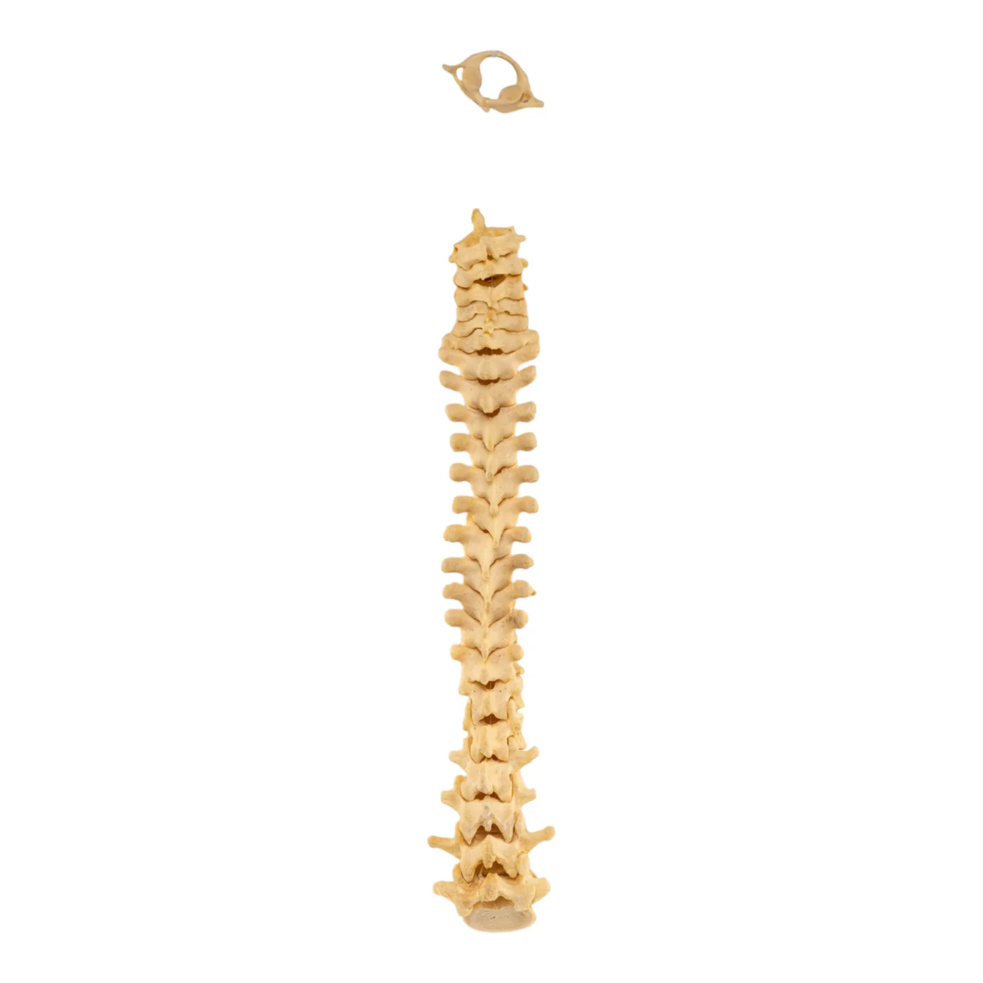 real human spine for sale