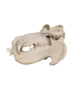 Real hippopotamus skull for sale