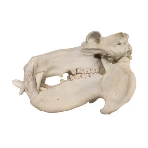 Real hippopotamus skull for sale