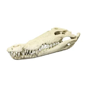 Crocodile Skull for sale