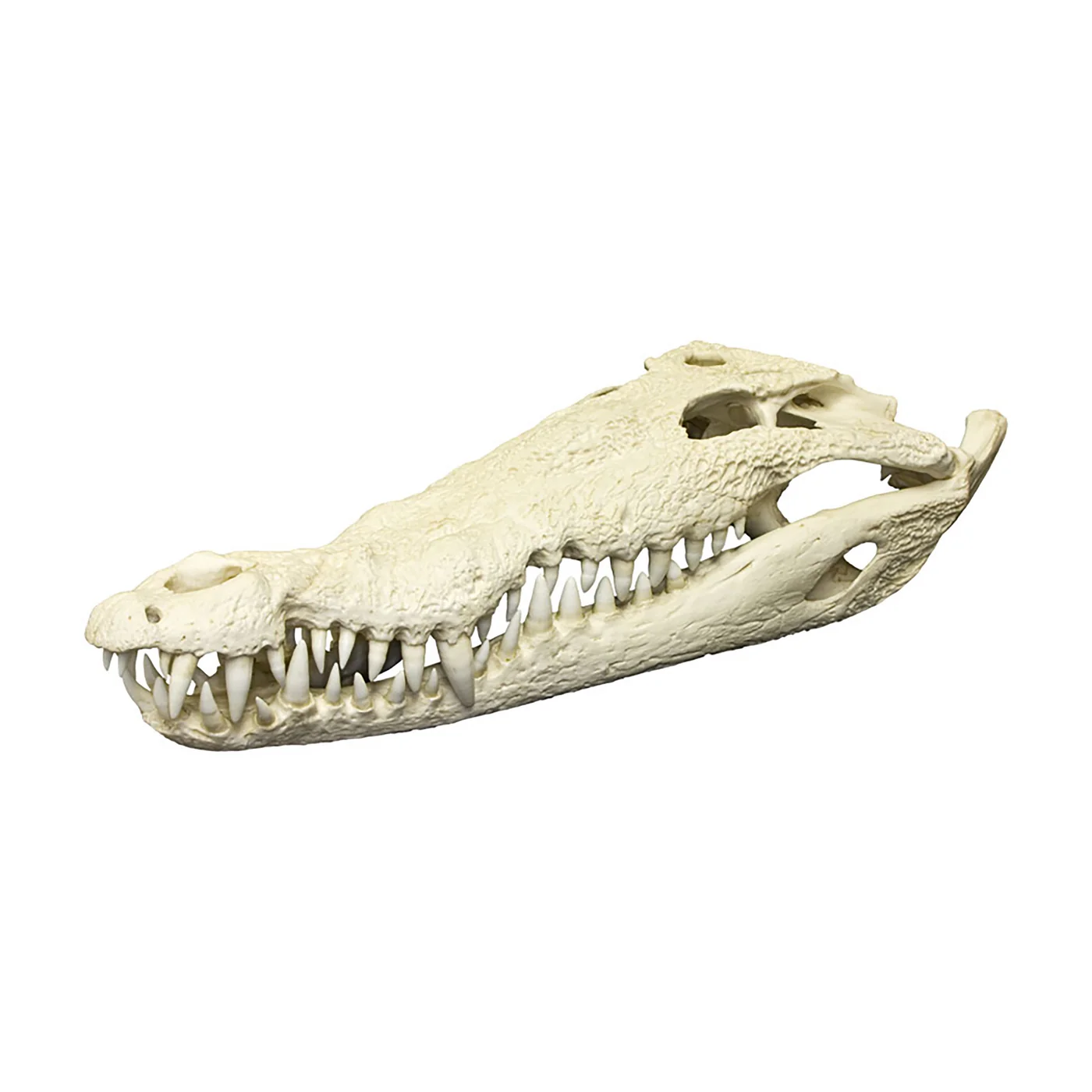 Crocodile Skull for sale