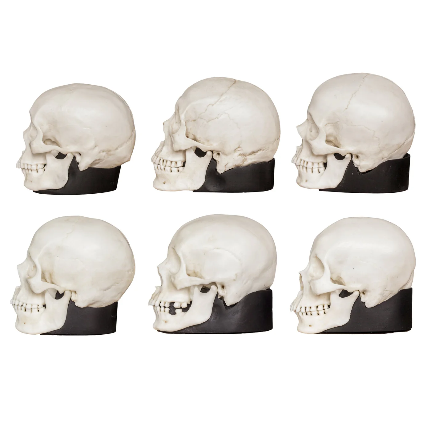 Replica Half Scale Human Male and Female Skull Set