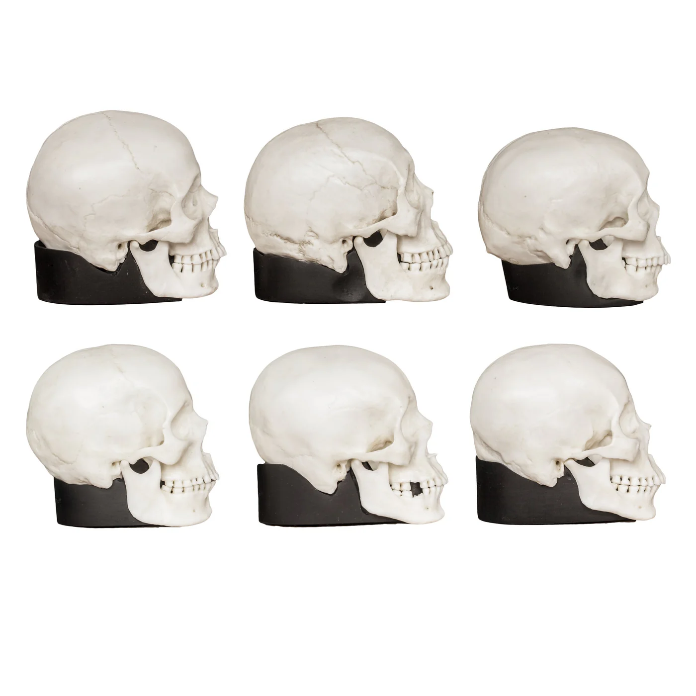 Replica Half Scale Human Male and Female Skull Set