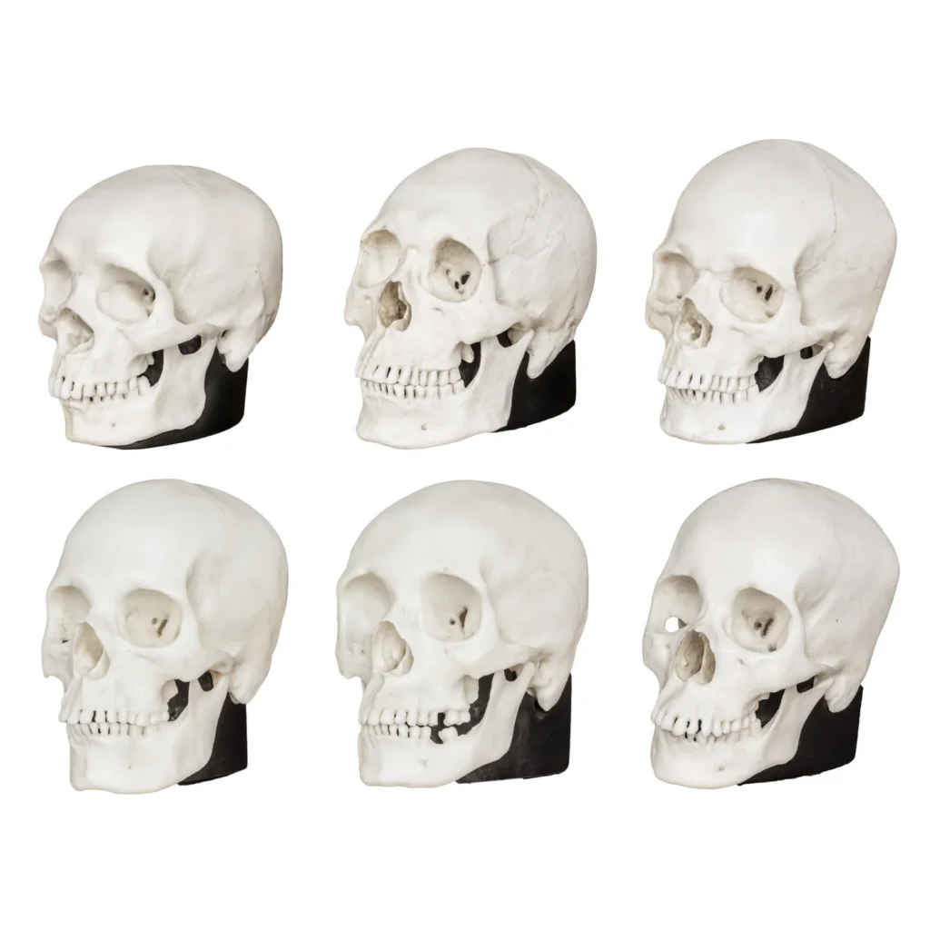 real vs replica human skull