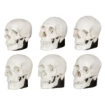 real vs replica human skull