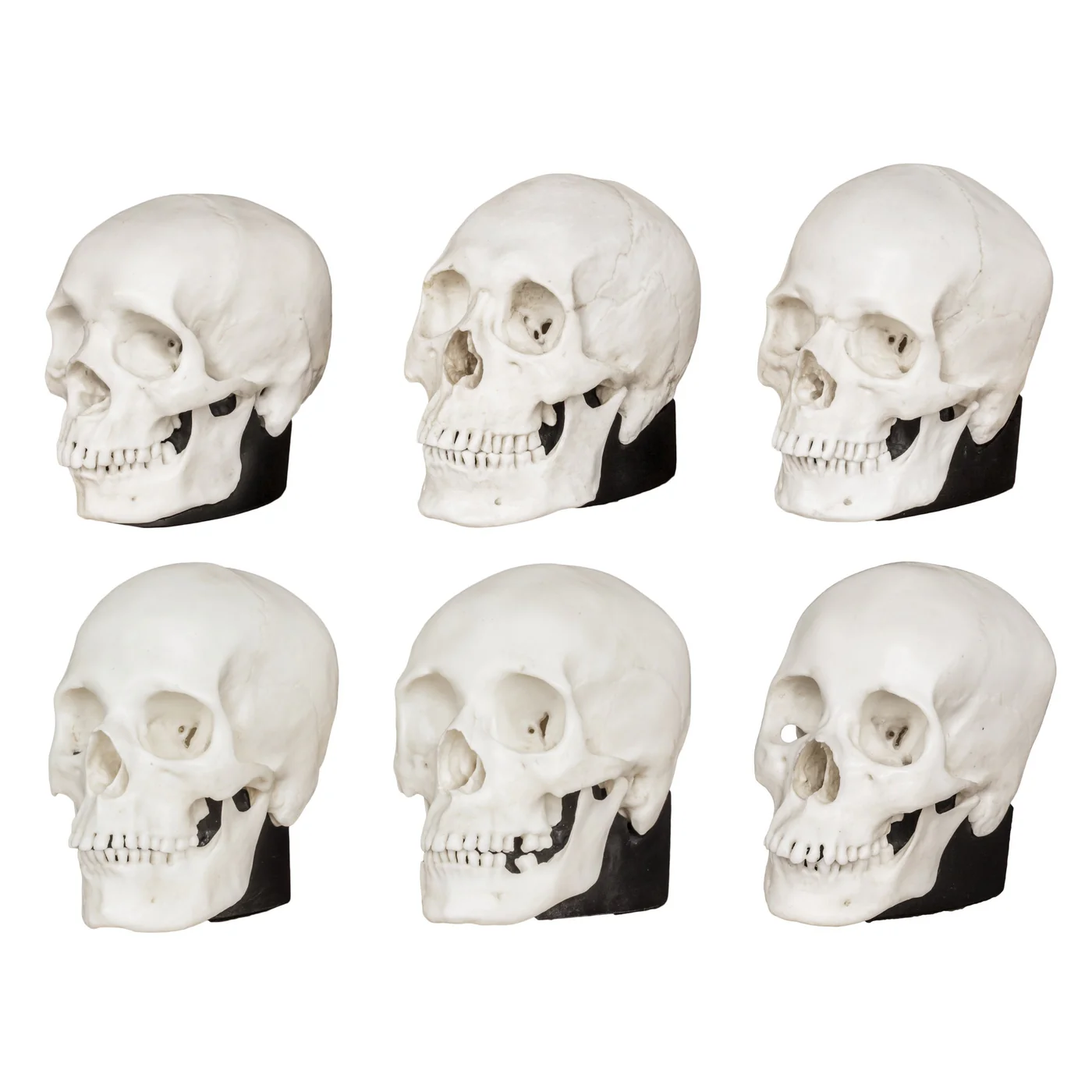 Replica Half Scale Human Male and Female Skull Set