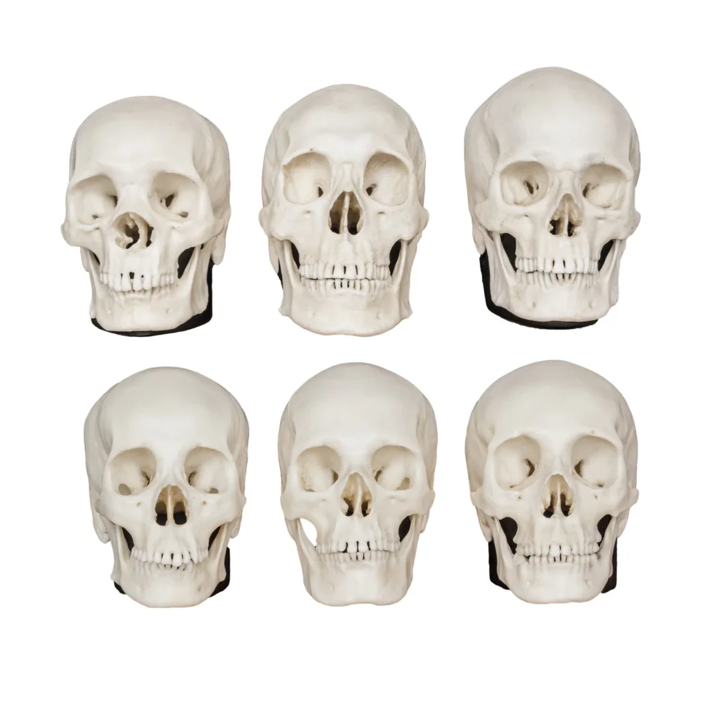 Replica Half Scale Human Male and Female Skull Set