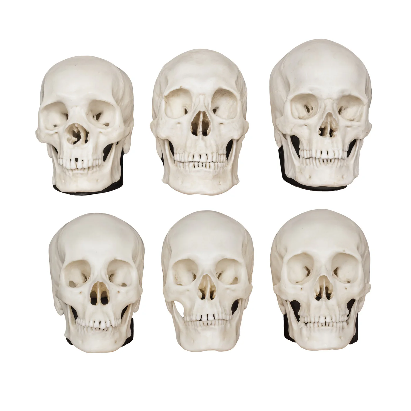 Replica Half Scale Human Male and Female Skull Set