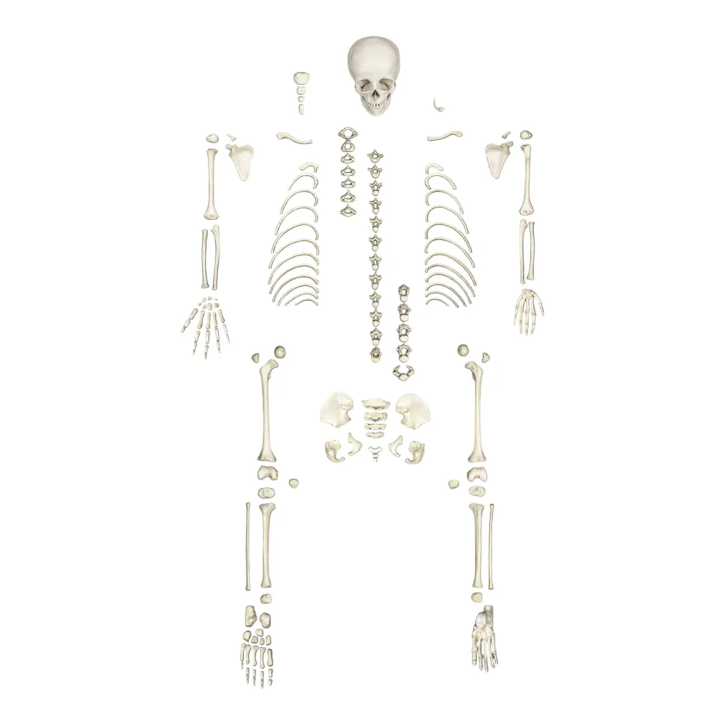 Replica Human Child Skeleton - 6-year-old