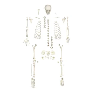Replica Human Child Skeleton - 6-year-old