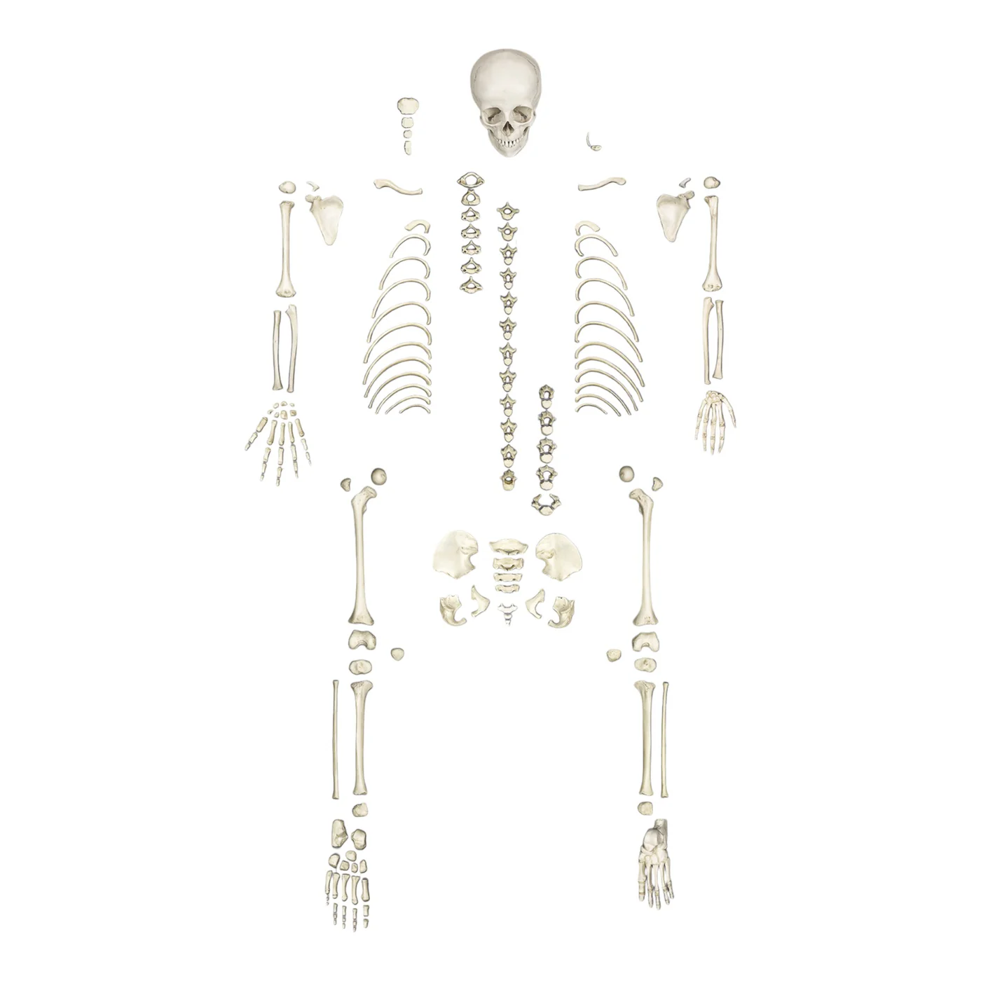 Replica Human Child Skeleton - 6-year-old