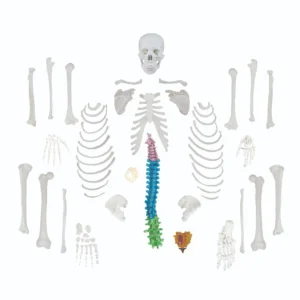 Replica Human Disarticulated Skeleton with Colored Spine