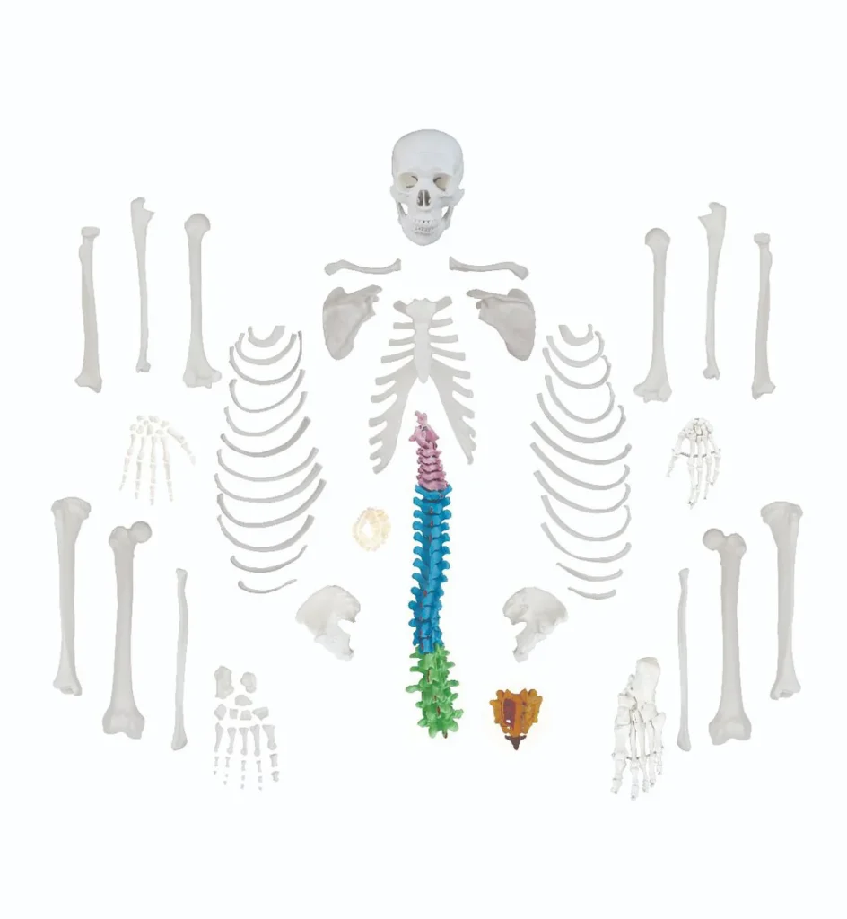 Replica Human Disarticulated Skeleton with Colored Spine
