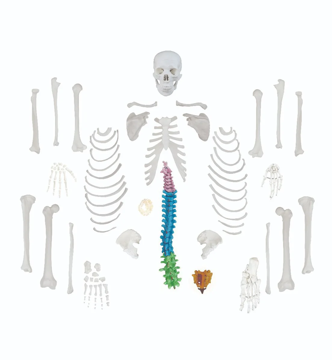 Replica Human Disarticulated Skeleton with Colored Spine