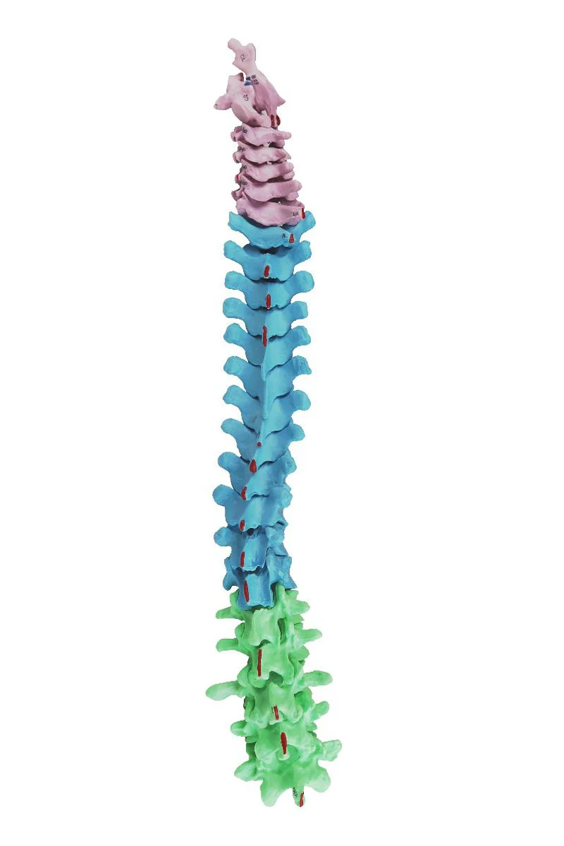 Replica Human Disarticulated Skeleton with Colored Spine